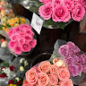 Meet your Posher, Lily